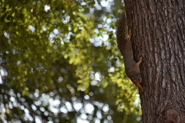 在比赛中屡 在比赛中屡